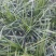 【推荐】细叶麦冬苗，绿化草坪美化城市基地直发欢迎合作