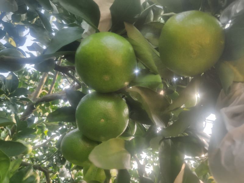 桂林普早蜜橘早熟柑橘九月份上市