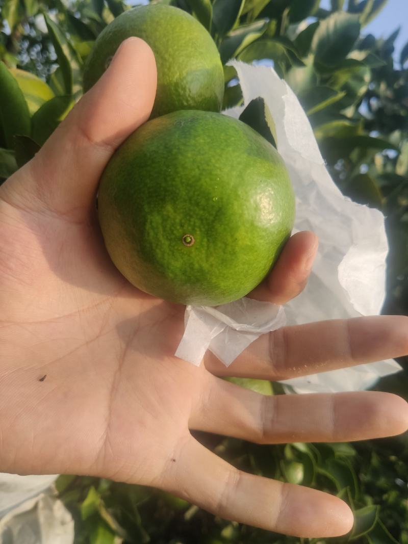 桂林普早蜜橘早熟柑橘九月份上市