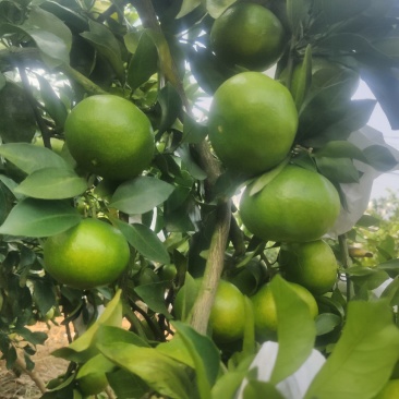 桂林普早蜜橘早熟柑橘九月份上市