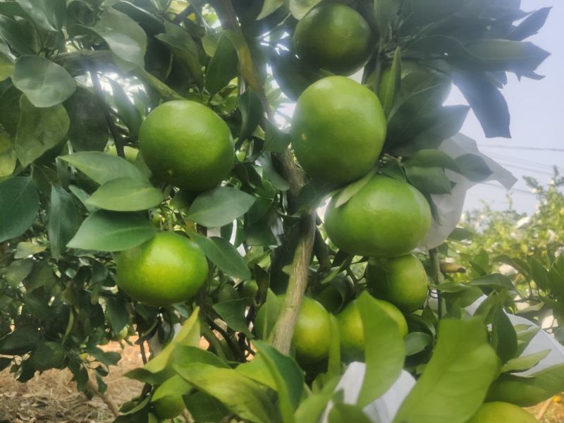 桂林普早蜜橘早熟柑橘九月份上市