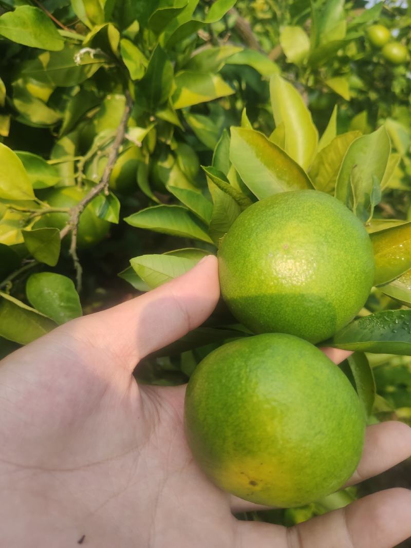 桂林普早蜜橘早熟柑橘九月份上市