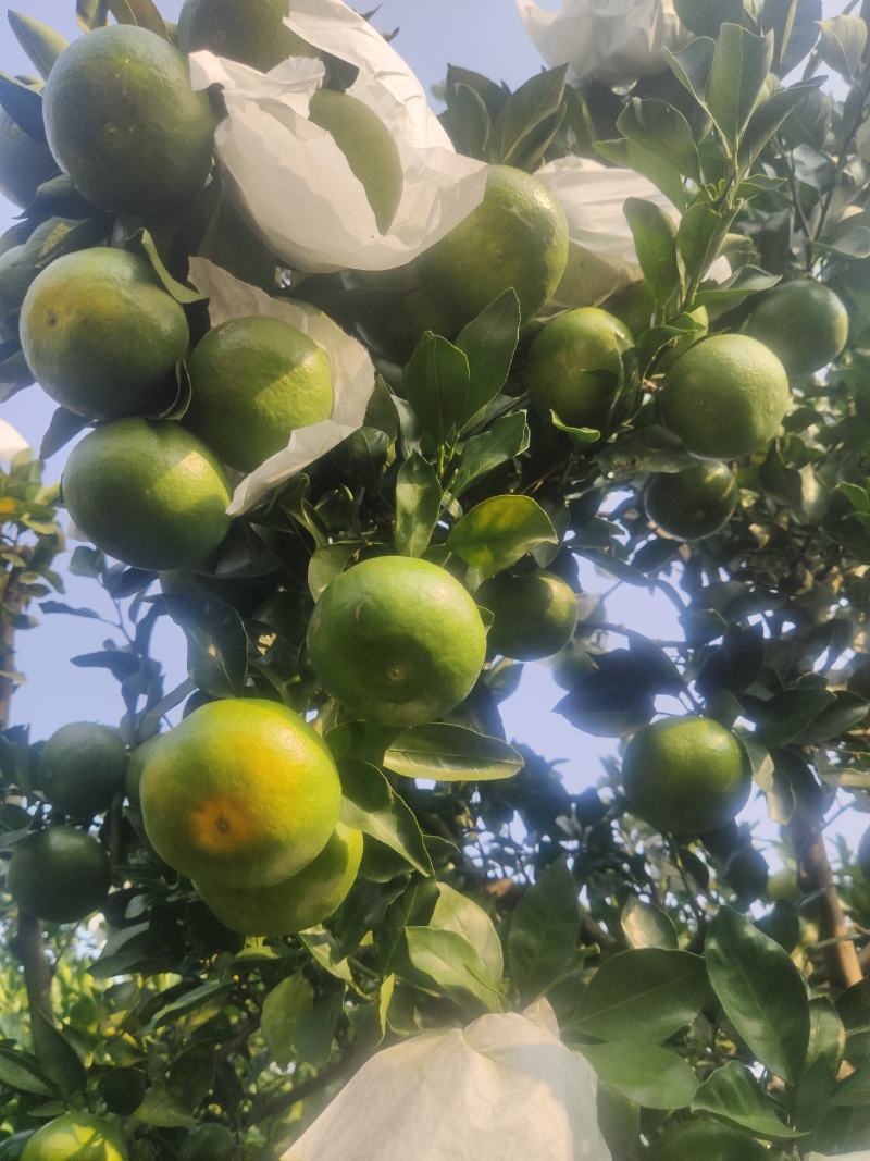 桂林普早蜜橘早熟柑橘九月份上市