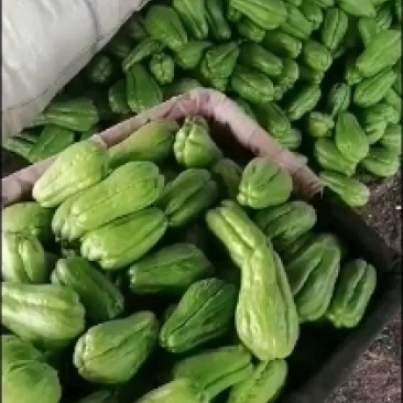 代收佛手瓜，以及各类蔬菜水果