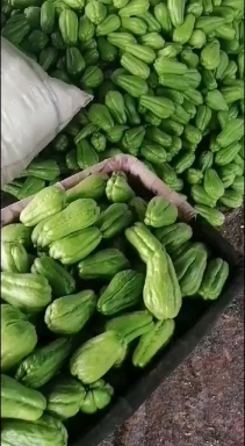 代收佛手瓜，以及各类蔬菜水果