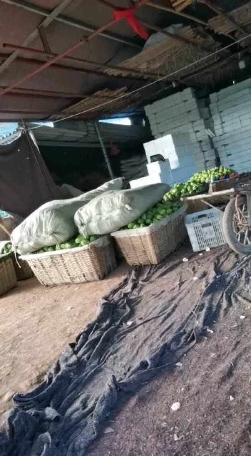 代收佛手瓜，以及各类蔬菜水果
