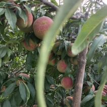 青州蜜桃：蜜桃王，离核原产地自己货源全国发货一手价格