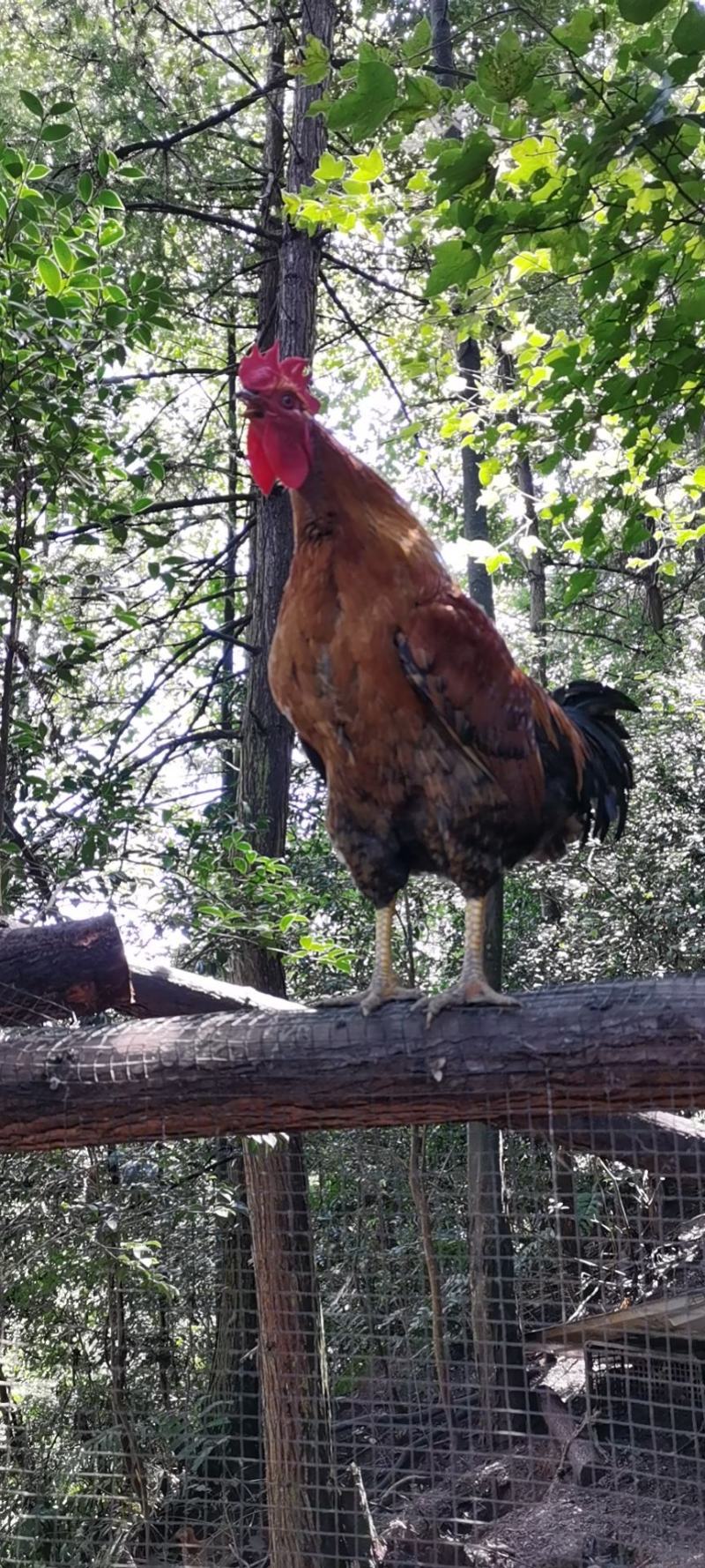 土鸡，林下散养土鸡，肉质保证，质量保证，