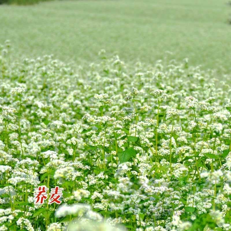 荞麦种子包邮优质甜荞麦种子黑荞麦种子苦荞种子四季种植芽