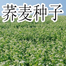 荞麦种子优质甜荞麦种子黑荞麦种子苦荞种子四季种植芽