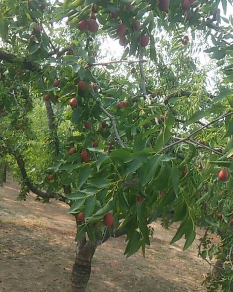 沧州金丝小枣又脆又甜