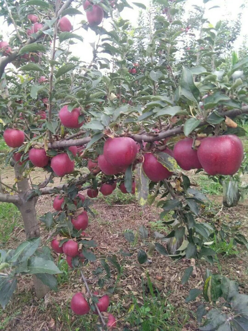 红星美美美美美美美美美美美美美美美美美美美美美美美美美美