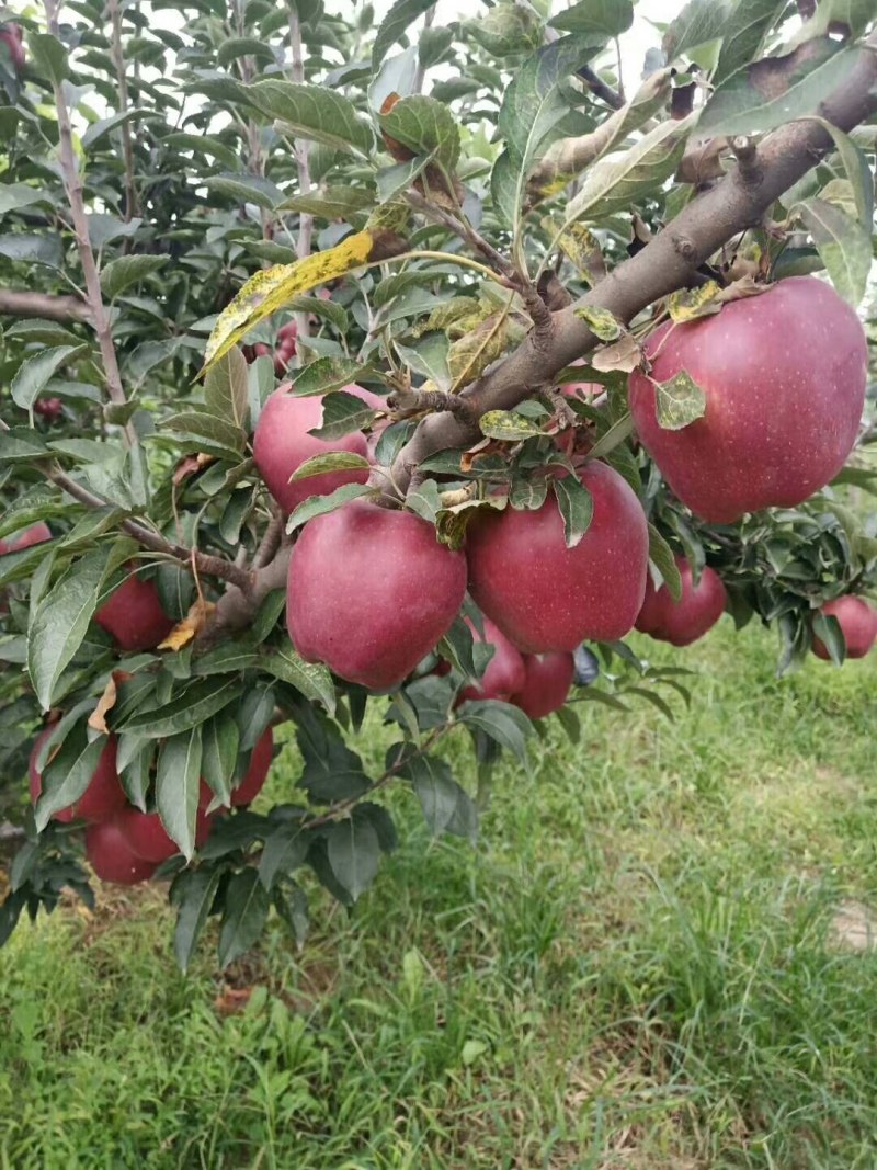 红星美美美美美美美美美美美美美美美美美美美美美美美美美美