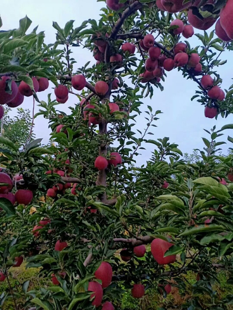 红星美美美美美美美美美美美美美美美美美美美美美美美美美美