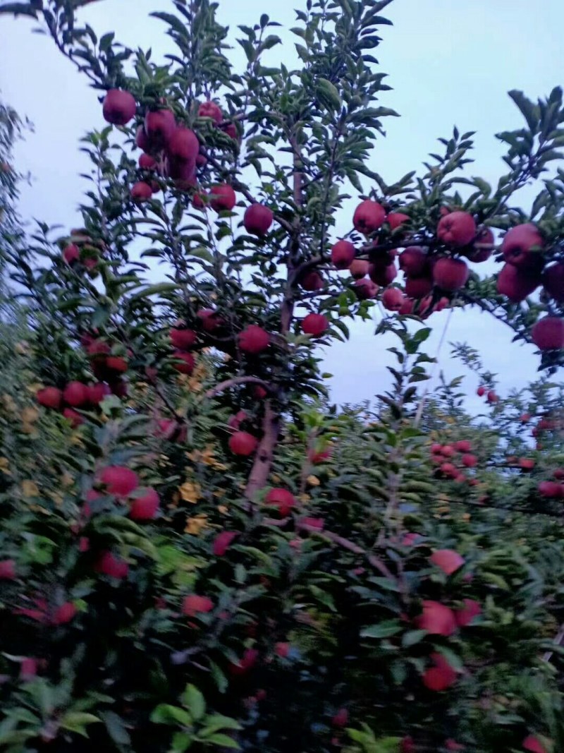 红星美美美美美美美美美美美美美美美美美美美美美美美美美美