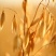 燕麦种子边锋燕麦牧草种子高产量饲料高营养热卖春秋季种植