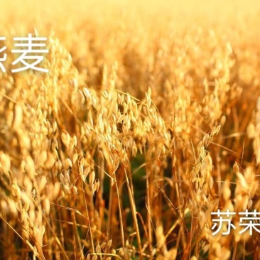 燕麦种子边锋燕麦牧草种子高产量饲料高营养热卖春秋季种植