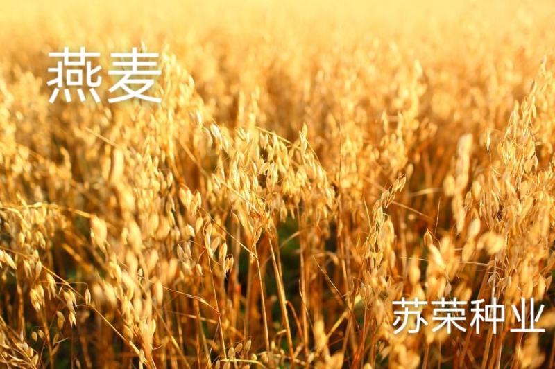 燕麦种子边锋燕麦牧草种子高产量饲料高营养热卖春秋季种植