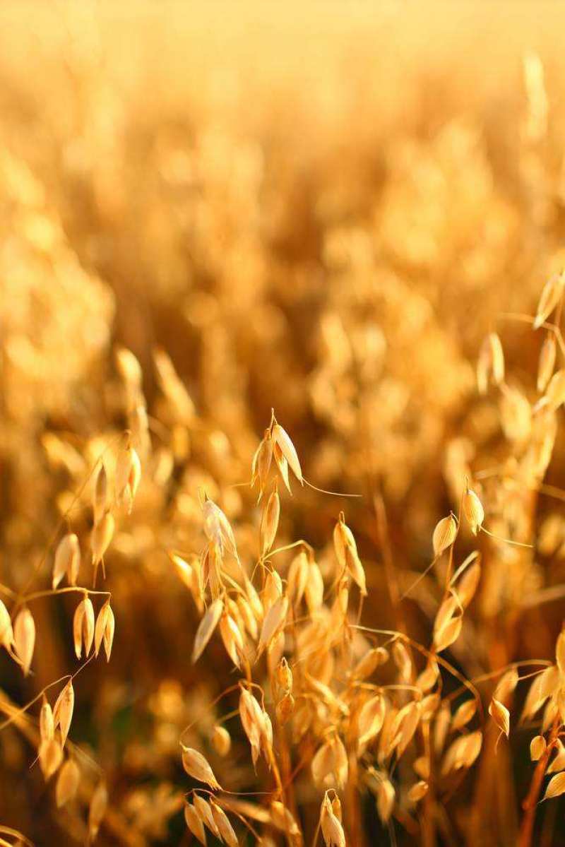燕麦种子边锋燕麦牧草种子高产量饲料高营养热卖春秋季种植