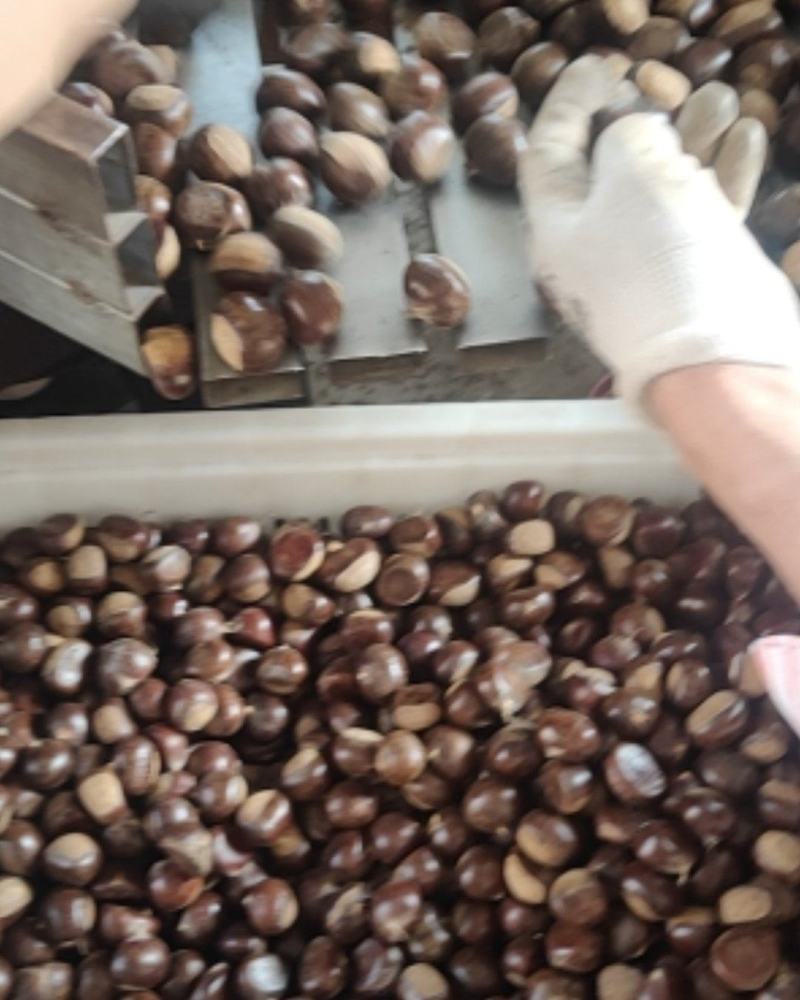 精品油栗大量上市中，品种全量大，口感甜，可全国发货