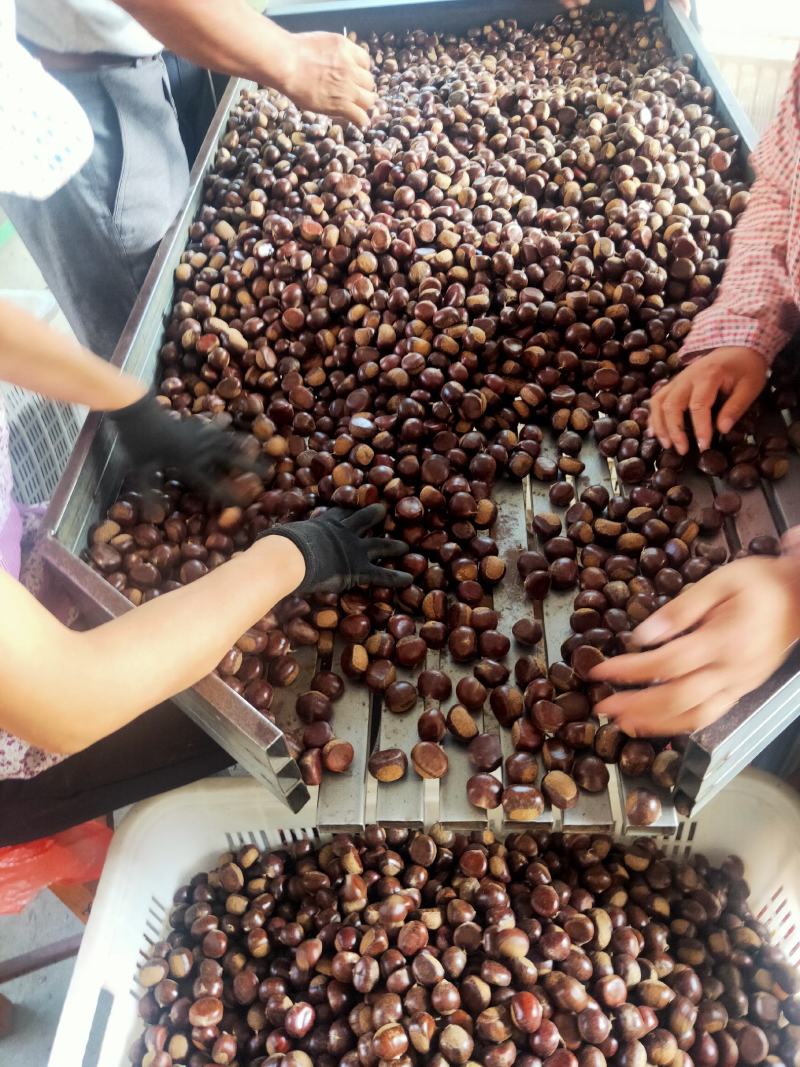 精品油栗大量上市中，品种全量大，口感甜，可全国发货
