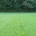 百喜草种子道路护坡水土保持牧草草籽公路堤坝绿化