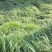 百喜草种子道路护坡水土保持牧草草籽公路堤坝绿化