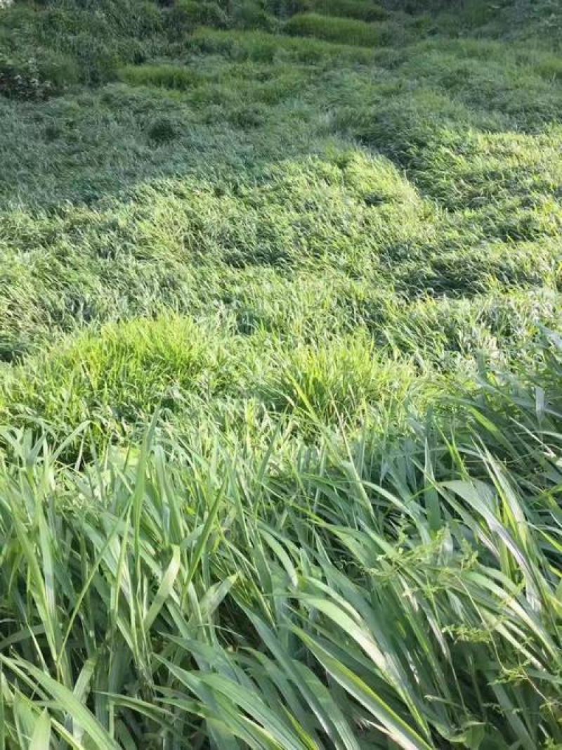 百喜草种子道路护坡水土保持牧草草籽公路堤坝绿化