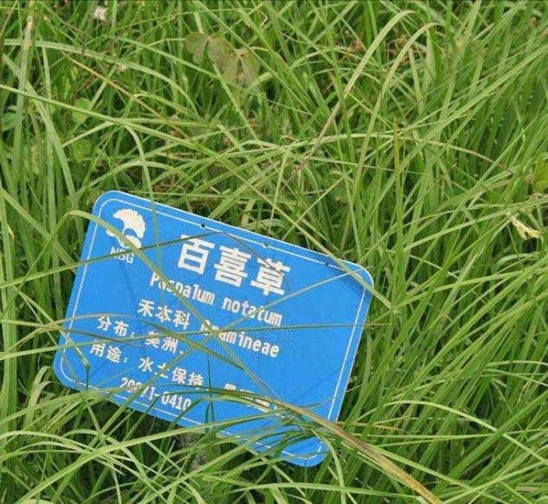 百喜草种子道路护坡水土保持牧草草籽公路堤坝绿化