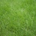 百喜草种子道路护坡水土保持牧草草籽公路堤坝绿化