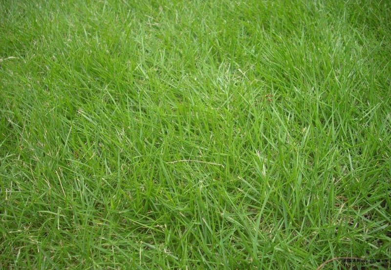 百喜草种子道路护坡水土保持牧草草籽公路堤坝绿化