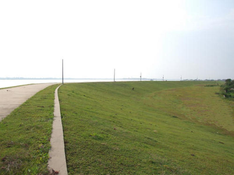 百喜草种子道路护坡水土保持牧草草籽公路堤坝绿化