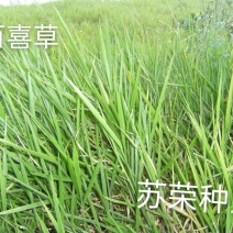 百喜草种子道路护坡水土保持牧草草籽公路堤坝绿化