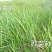 百喜草种子道路护坡水土保持牧草草籽公路堤坝绿化