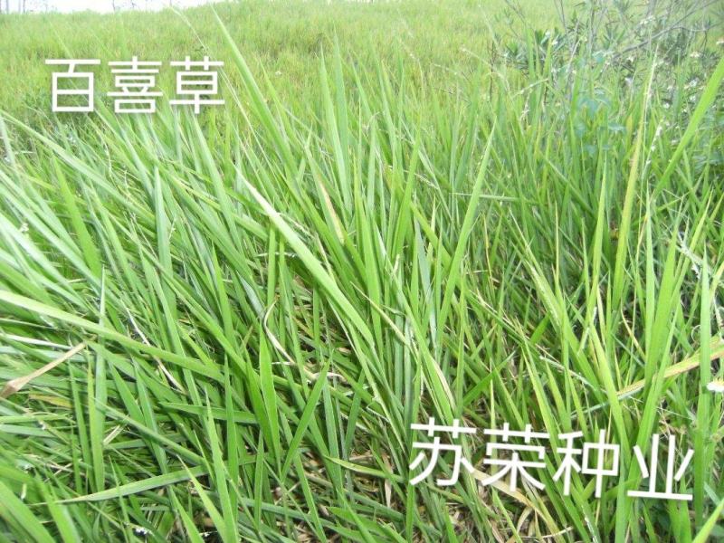 百喜草种子道路护坡水土保持牧草草籽公路堤坝绿化