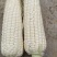 河南糯玉米水果玉米大量上市求合作质量不错