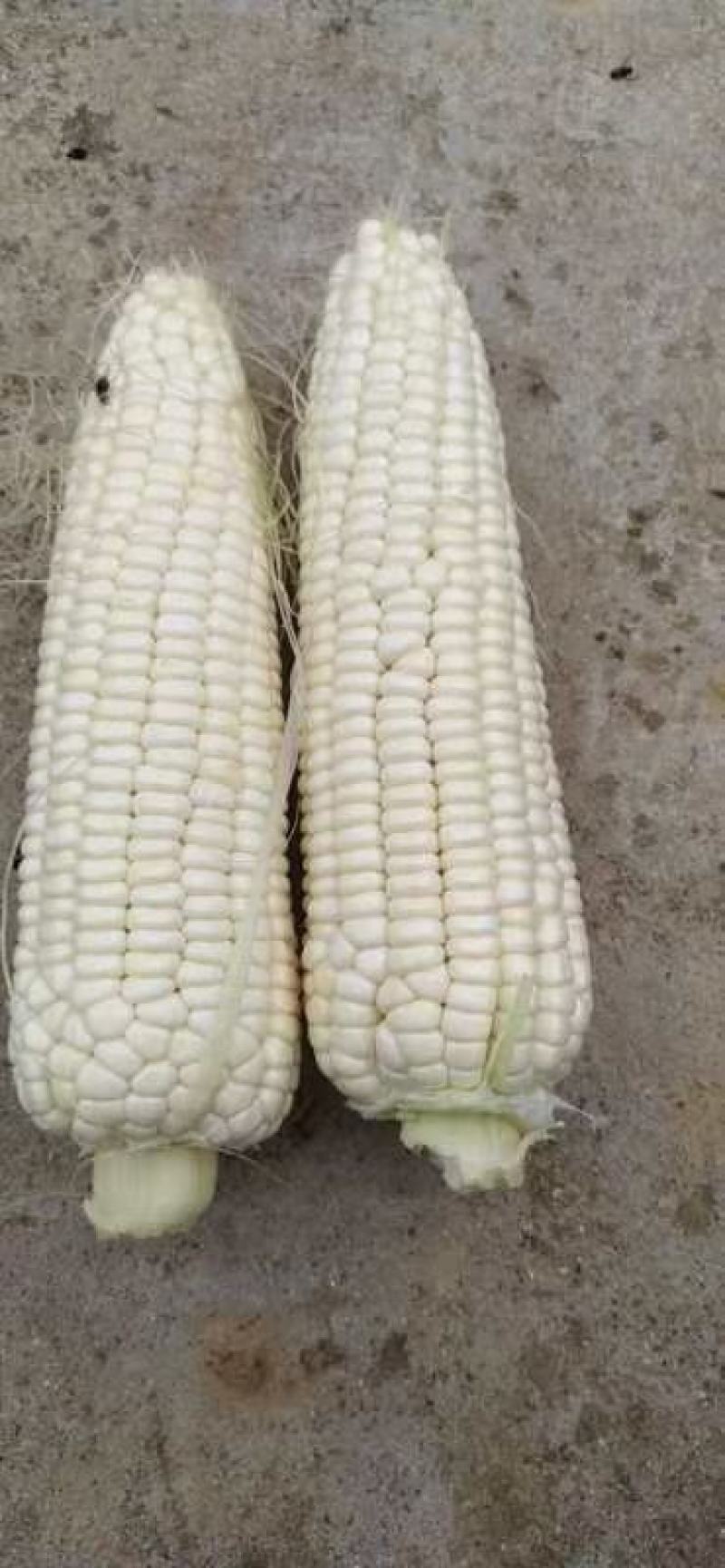 河南糯玉米水果玉米大量上市求合作质量不错