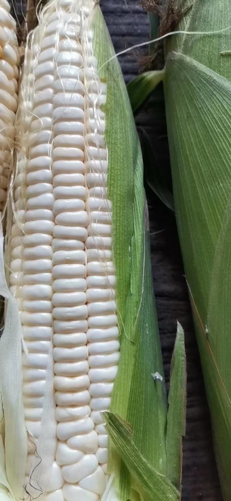 河南糯玉米水果玉米大量上市求合作质量不错