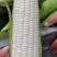 河南糯玉米水果玉米大量上市求合作质量不错