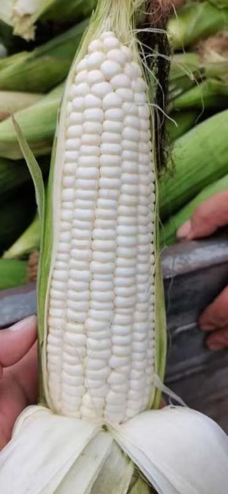 河南糯玉米水果玉米大量上市求合作质量不错