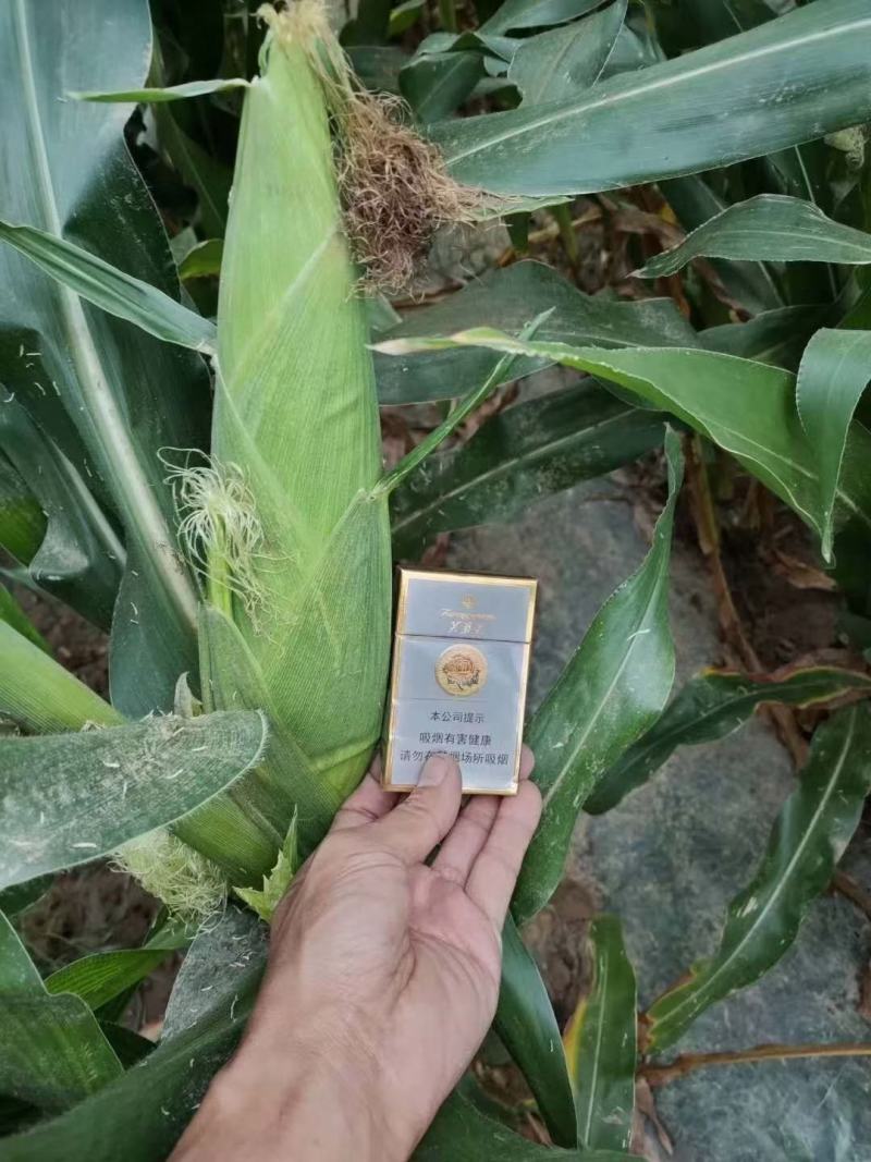 河南糯玉米水果玉米大量上市求合作质量不错