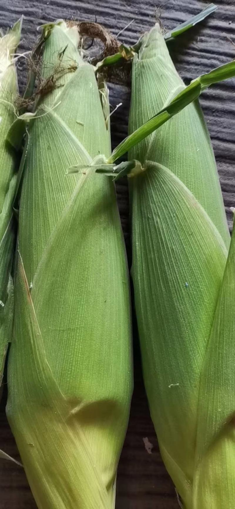 河南糯玉米水果玉米大量上市求合作质量不错