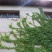 爬山虎种子新款攀爬墙虎种子爬藤植物爬山虎种籽