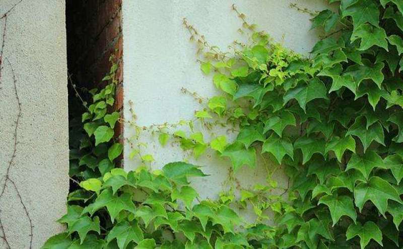 爬山虎种子新款攀爬墙虎种子爬藤植物爬山虎种籽