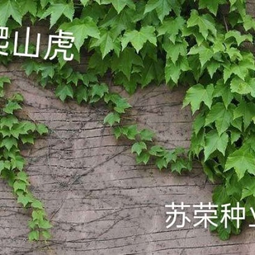 爬山虎种子新款攀爬墙虎种子爬藤植物爬山虎种籽