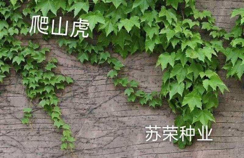 爬山虎种子新款攀爬墙虎种子爬藤植物爬山虎种籽