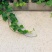 爬山虎种子新款攀爬墙虎种子爬藤植物爬山虎种籽