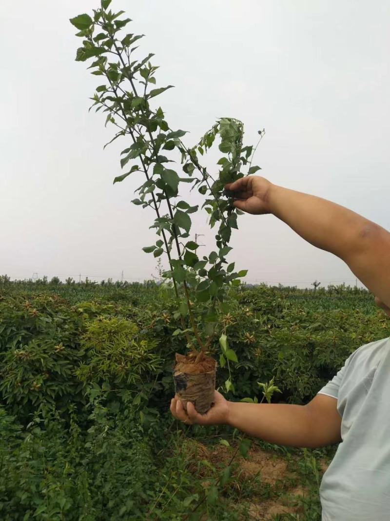 连翘苗山西药用，根系发达，成活率高，货源充足