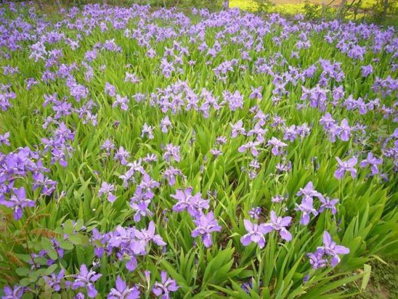 蓝花鸢尾苗马兰花苗庭院别墅花园植物地栽蝴蝶兰苗