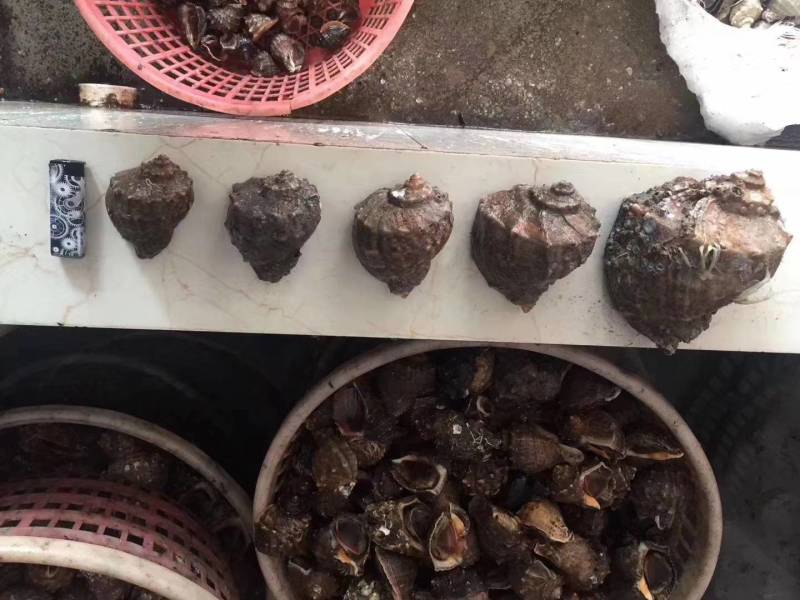 海螺红鲤螺，一手货源，长期供应批发市场，酒店，烧烤店